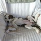 Antes de adoptarla, en su casa de acogida (unos 3 meses)